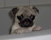 mops_02.jpg