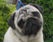 chovatelska-stanice--mops-mad-mops-1.jpg