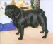 mops-pekny pes.jpg